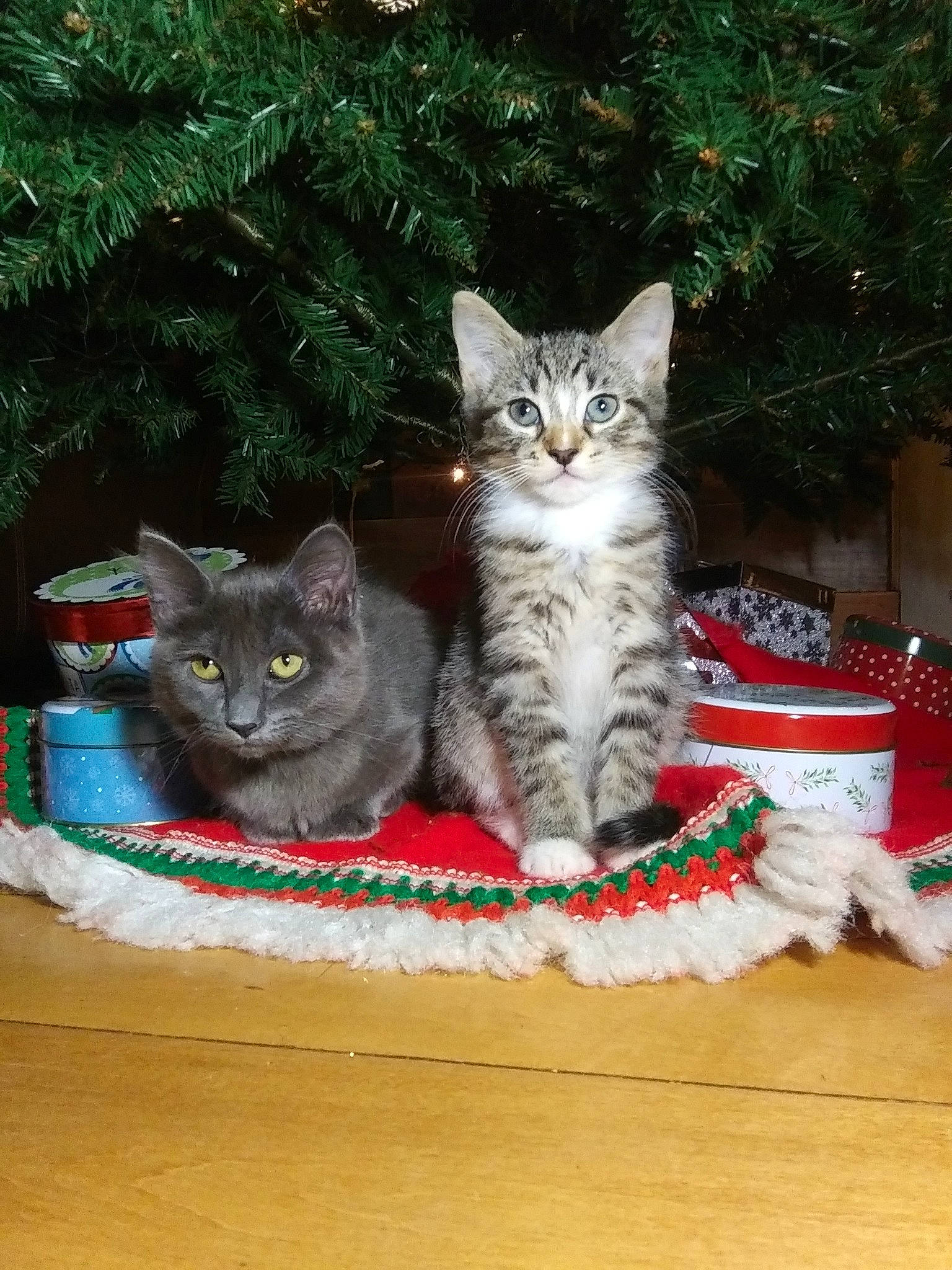 Bennie is registered to the contest to win money with this photo: british_shorthair, carnivore, cat, cat_furniture, cat_supply, chartreux, christmas, conifer, domestic_short_haired_cat, felidae, fur, grey, home_accessories, korat, organism, pet_supply, russian_blue, small_to_medium_sized_cats, vertebrate, whiskers