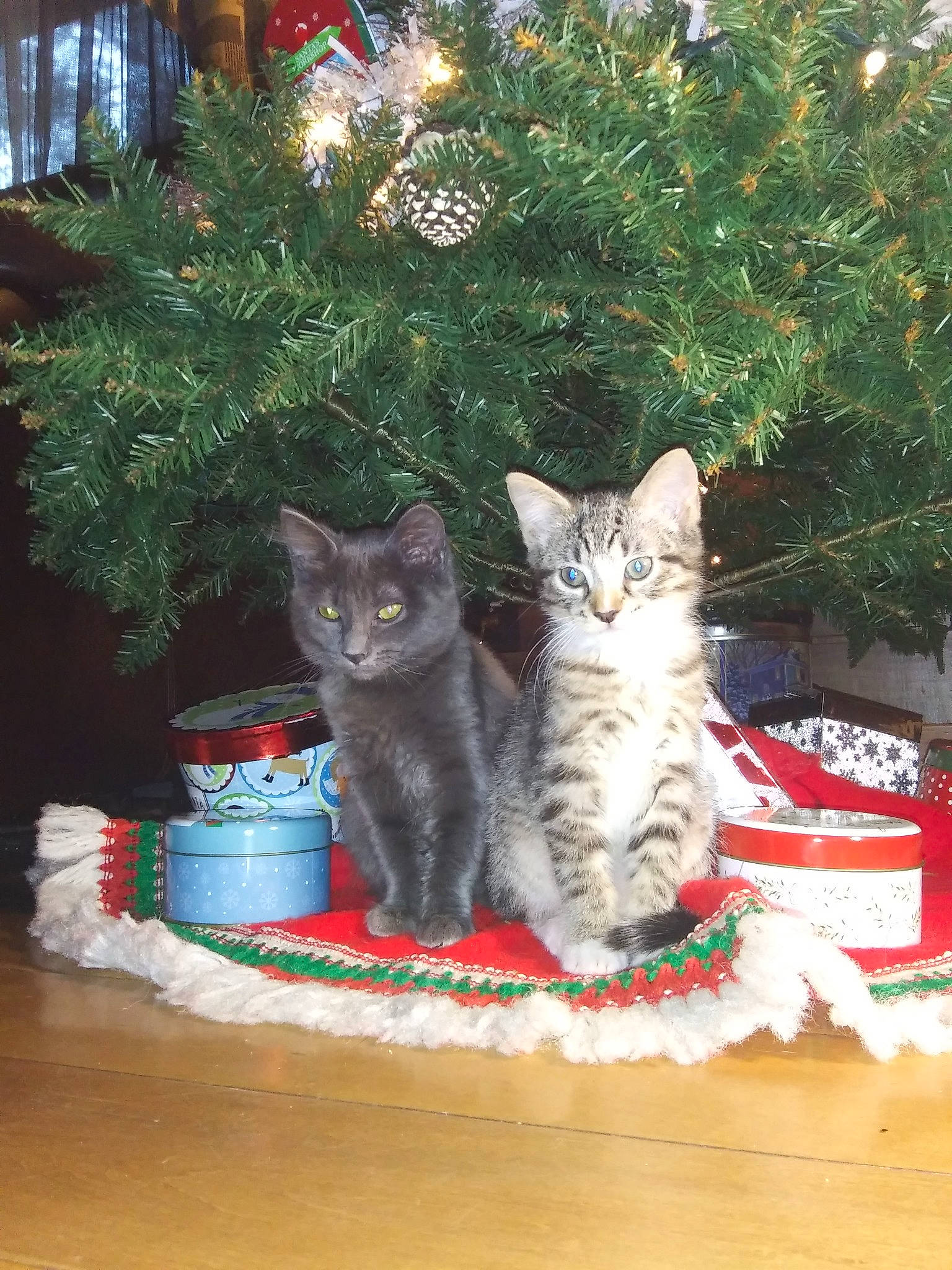 Bennie is registered to the contest to win money with this photo: carnivore, cat, christmas, christmas_decoration, christmas_eve, christmas_ornament, christmas_tree, conifer, domestic_short_haired_cat, felidae, fur, holiday, holiday_ornament, home, interior_design, ornament, pine_family, small_to_medium_sized_cats, vertebrate, whiskers