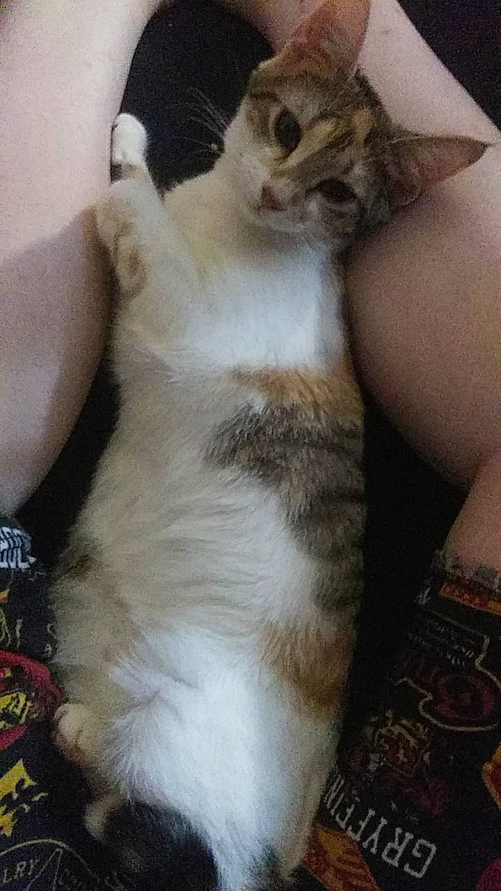 Misa is registered to the contest to win money with this photo: carnivore, cat, domestic_short_haired_cat, felidae, fur, skin, small_to_medium_sized_cats, snout, tail, vertebrate, whiskers