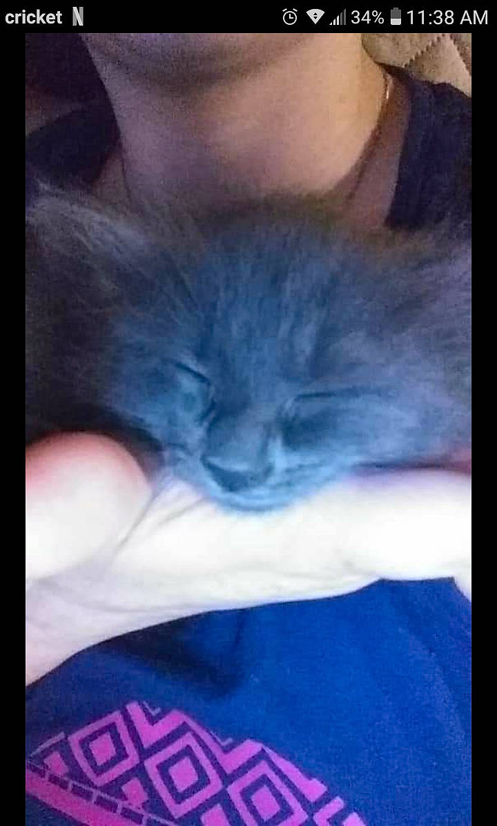 Gray is registered to the contest to win money with this photo: carnivore, cat, comfort, electric_blue, felidae, fur, human, iris, organ, skin, small_to_medium_sized_cats, snout, vertebrate, whiskers