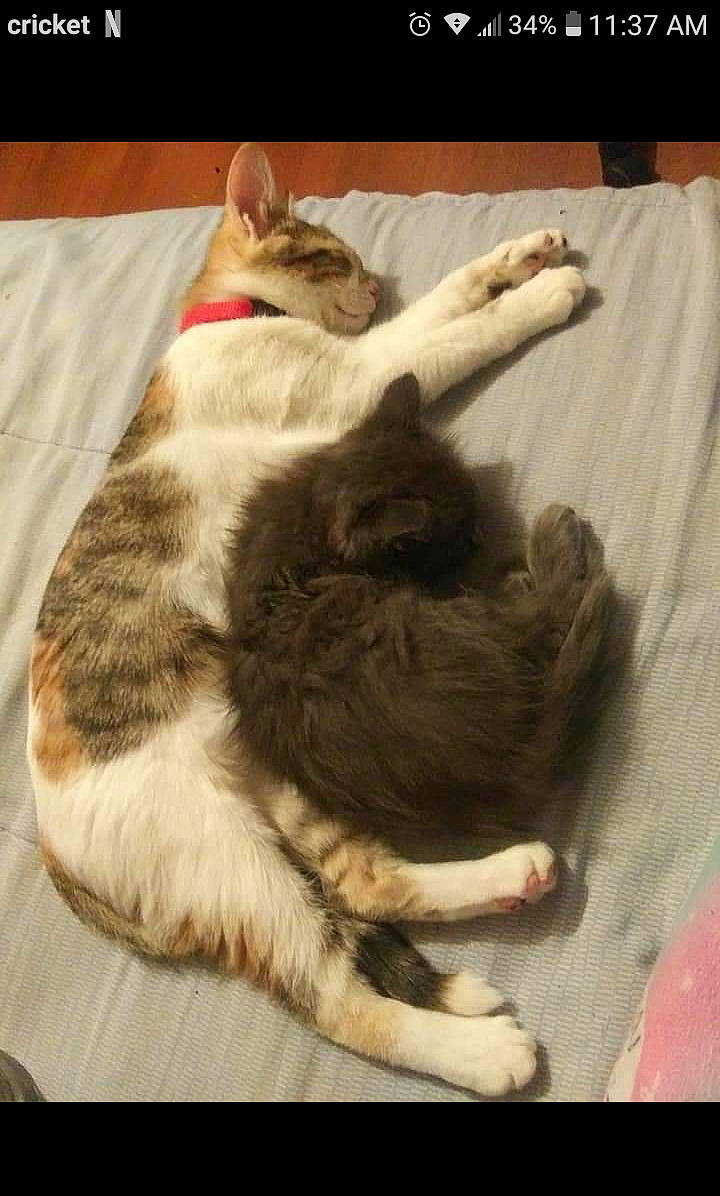 Gray joined the competition — help win amazing prizes! carnivore, cat, comfort, domestic_short_haired_cat, felidae, fur, linens, paw, small_to_medium_sized_cats, tail, terrestrial_animal, toe, vertebrate, whiskers