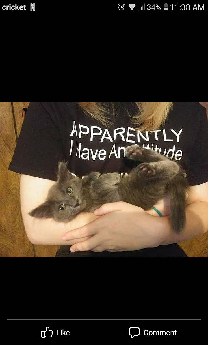 Gray is registered to the contest to win money with this photo: active_shirt, carnivore, cat, curious, felidae, fur, gadget, interaction, kitten, love, photo_caption, small_to_medium_sized_cats, top, whiskers