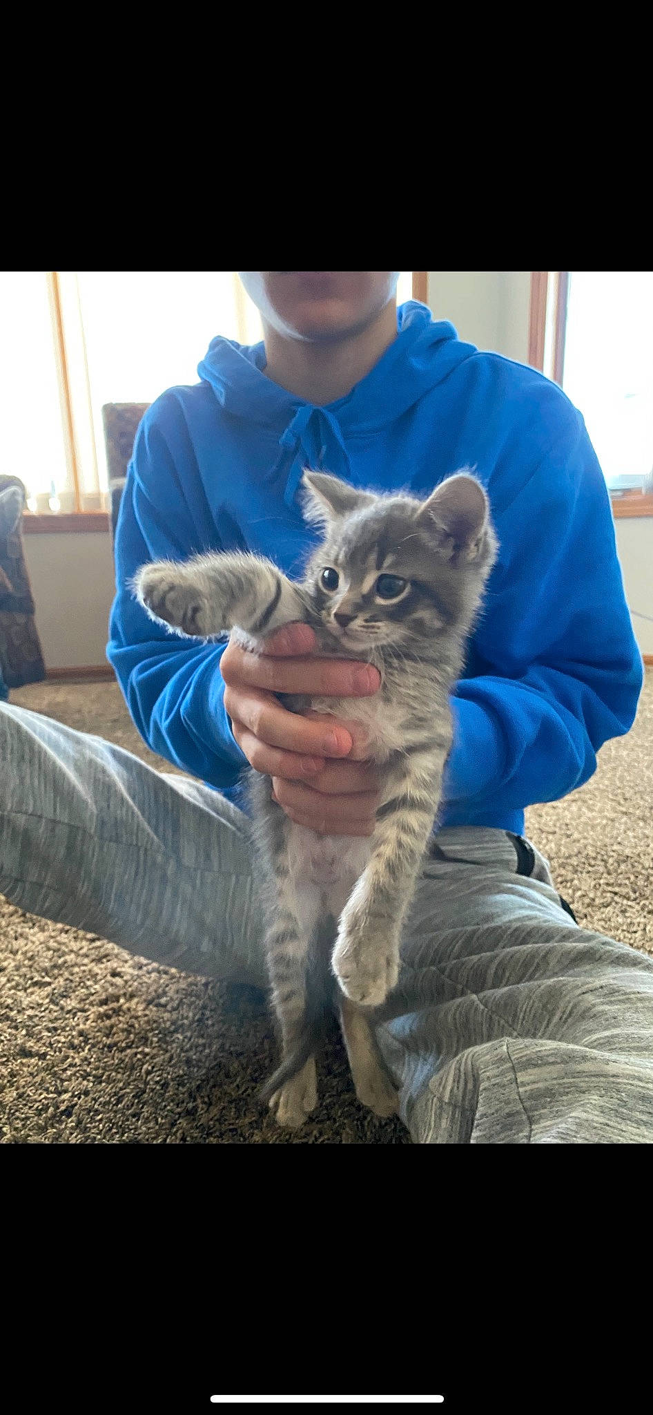 Bucky is registered to the contest to win money with this photo: carnivore, cat, claw, comfort, domestic_short_haired_cat, drinking, fawn, felidae, fur, gesture, lap, paw, sitting, small_to_medium_sized_cats, snout, t_shirt, tail, whiskers, wildlife, wildlife_biologist