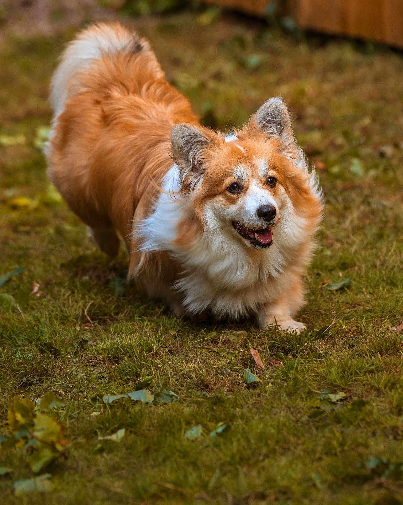 Cheddar joined the competition — help win amazing prizes! dog, canine, grass, outdoor, pet, happy, smiling, fur, animal, mammal, nature, playful, walking, ears, tail, friendly, fluffy, cute, brown, white