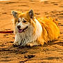 dog, beach, sand, sunset, fur, happy, tongue_out, outdoor, pet, canine, playful, animal, leash, fluffy, golden_hour, relaxed, ears, closeup, nature, smiling