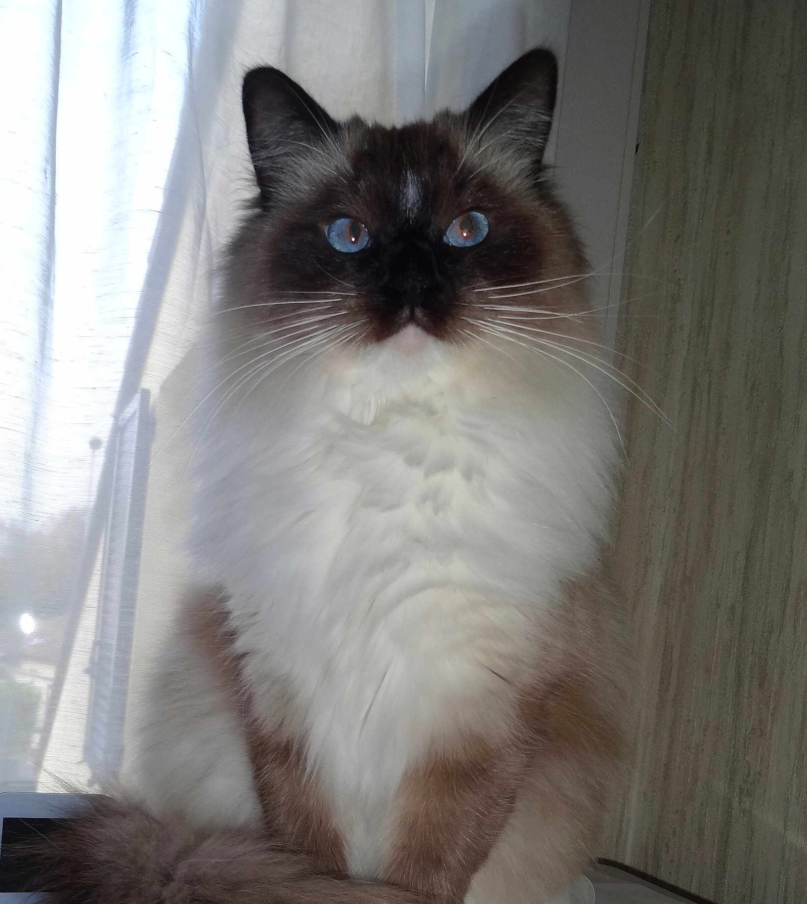 Héléna a rejoint le concours — aidez-le/la à gagner de superbes lots ! cat, fluffy, blue_eyes, indoor, window, curtain, pet, feline, whiskers, portrait, animal, domestic_cat, fur, sitting, looking, close_up, soft_light, white, brown, cute
