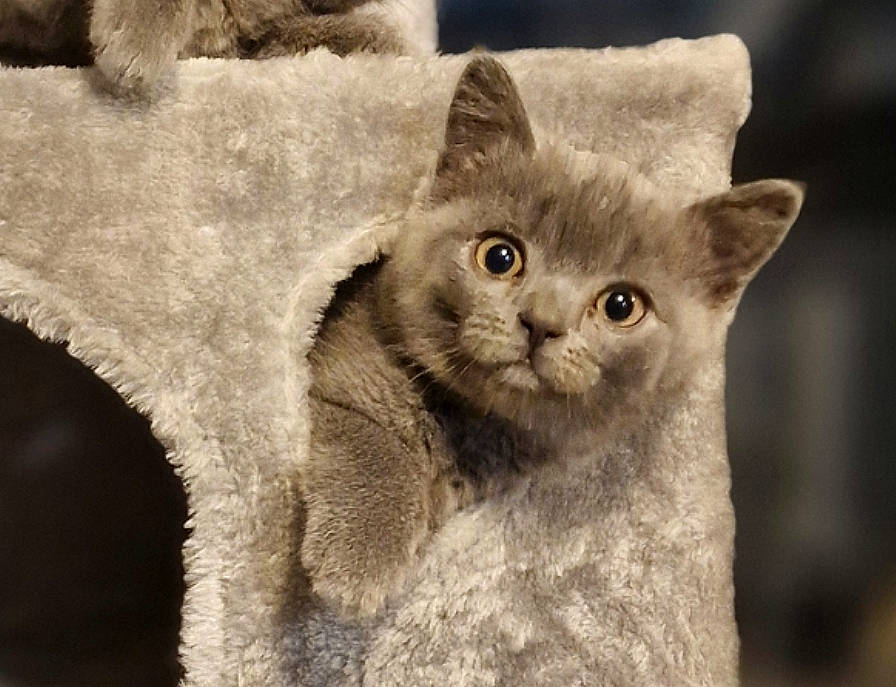 Binks is registered to the contest to win money with this photo: carnivore, cat, close_up, domestic_short_haired_cat, ear, felidae, fur, grey, monochrome_photography, paw, russian_blue, small_to_medium_sized_cats, snout, terrestrial_animal, whiskers, wildlife, window