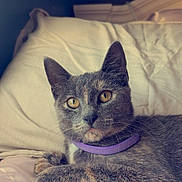 Poppy is registered to the contest to win money with this photo: cat, grey_cat, purple_collar, bed, pillow, indoor, pet, feline, animal, resting, alert, fur, whiskers, ears, eyes, cozy, soft, home, portrait, relaxed