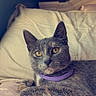cat, grey_cat, purple_collar, bed, pillow, indoor, pet, feline, animal, resting, alert, fur, whiskers, ears, eyes, cozy, soft, home, portrait, relaxed