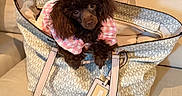 Lilly joined the competition — help win amazing prizes! dog, poodle, brown_dog, small_dog, pet, handbag, michael_kors, pink_clothing, couch, indoor, cute, fluffy, fur, fashion, accessory, leather_strap, portrait, animal, domestic_pet, seated