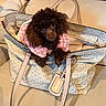dog, poodle, brown_dog, small_dog, pet, handbag, michael_kors, pink_clothing, couch, indoor, cute, fluffy, fur, fashion, accessory, leather_strap, portrait, animal, domestic_pet, seated