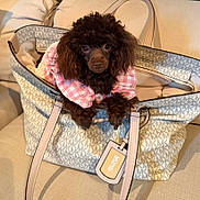 Lilly is registered to the contest to win money with this photo: dog, poodle, brown, pet, handbag, michael_kors, pink_dress, couch, indoor, cute, fur, portrait, animal, fashion, accessory, leather_strap, sitting, closeup, eyes, furniture
