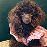 Lilly is registered to the contest to win money with this photo: dog, poodle, brown_fur, curly_fur, pet, animal, portrait, clothing, pink_checkered, indoor, table, fur, cute, mammal, domestic_animal, sitting, closeup, face, companion, adorable