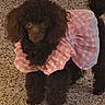 Lilly is registered to the contest to win money with this photo: dog, poodle, black_dog, pet, cute, dress, pink_dress, checkered_pattern, carpet, indoor, animal, fluffy, sitting, looking_up, cozy, fur, adorable, portrait, domestic_animal, young_dog