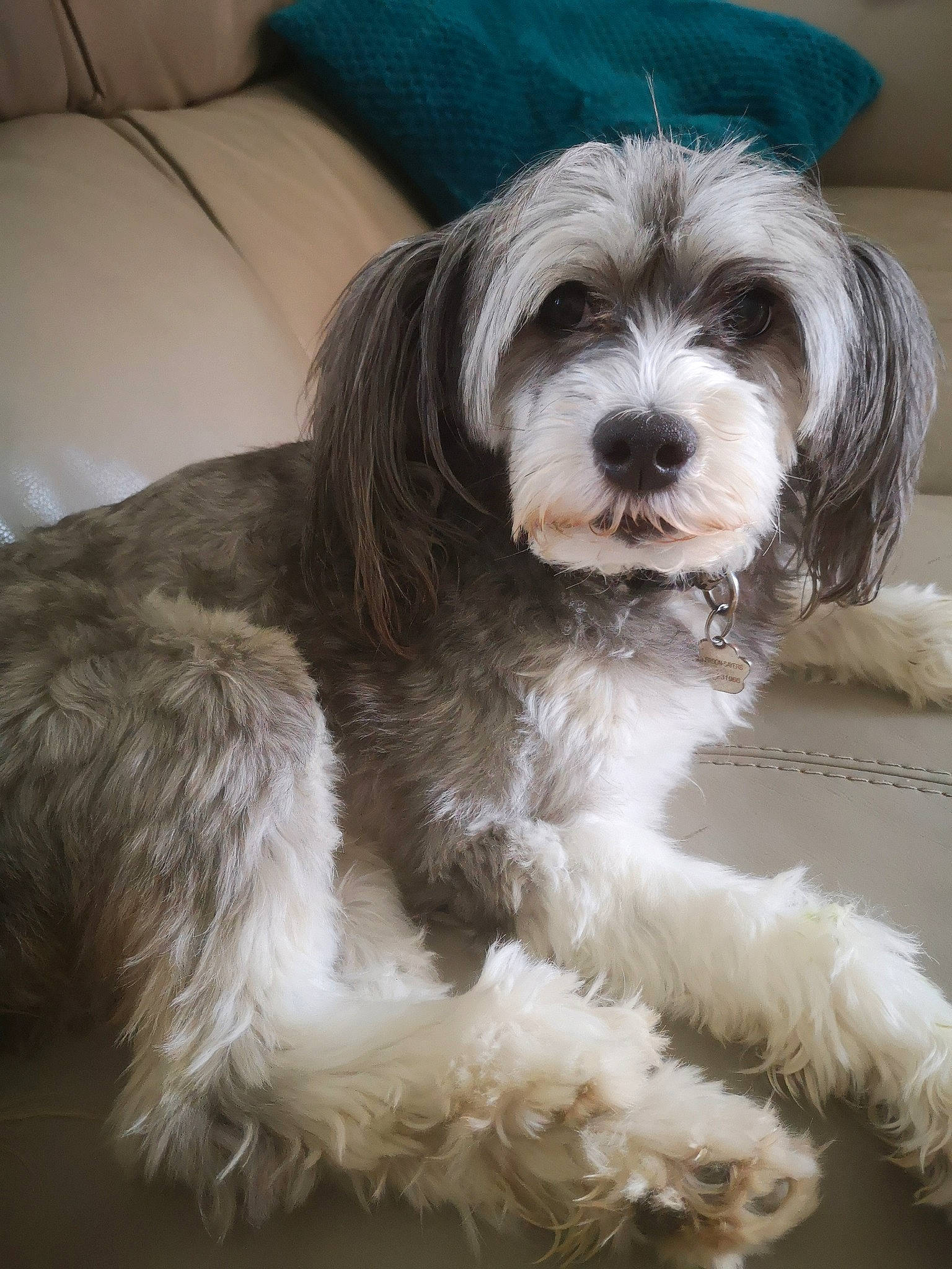 Katie is registered to the contest to win money with this photo: briquet_griffon_vendeen, canidae, carnivore, cavapoo, cockapoo, companion_dog, dog, dog_breed, havanese, kyi_leo, lhasa_apso, lowchen, mammal, petit_basset_griffon_vendeen, polish_lowland_sheepdog, shih_tzu, snout, terrier, tibetan_terrier, vertebrate