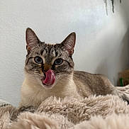 Cookie a rejoint le concours — aidez-le/la à gagner de superbes lots ! cat, blue_eyes, tongue_out, licking, fluffy_blanket, indoor, pet, feline, close_up, cute, whiskers, ears, relaxed, fur, home, cozy, resting, animal, mammal, portrait