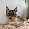 cat, blue_eyes, tongue_out, licking, fluffy_blanket, indoor, pet, feline, close_up, cute, whiskers, ears, relaxed, fur, home, cozy, resting, animal, mammal, portrait