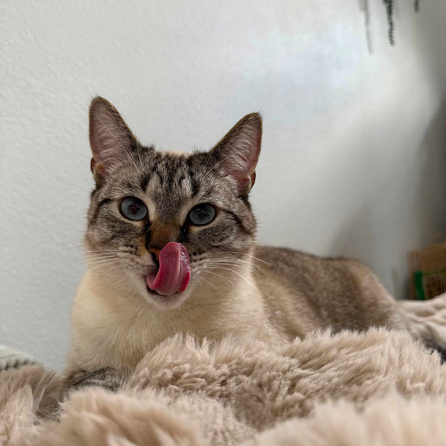 Cookie a rejoint le concours — aidez-le/la à gagner de superbes lots ! cat, blue_eyes, tongue_out, licking, fluffy_blanket, indoor, pet, feline, close_up, cute, whiskers, ears, relaxed, fur, home, cozy, resting, animal, mammal, portrait