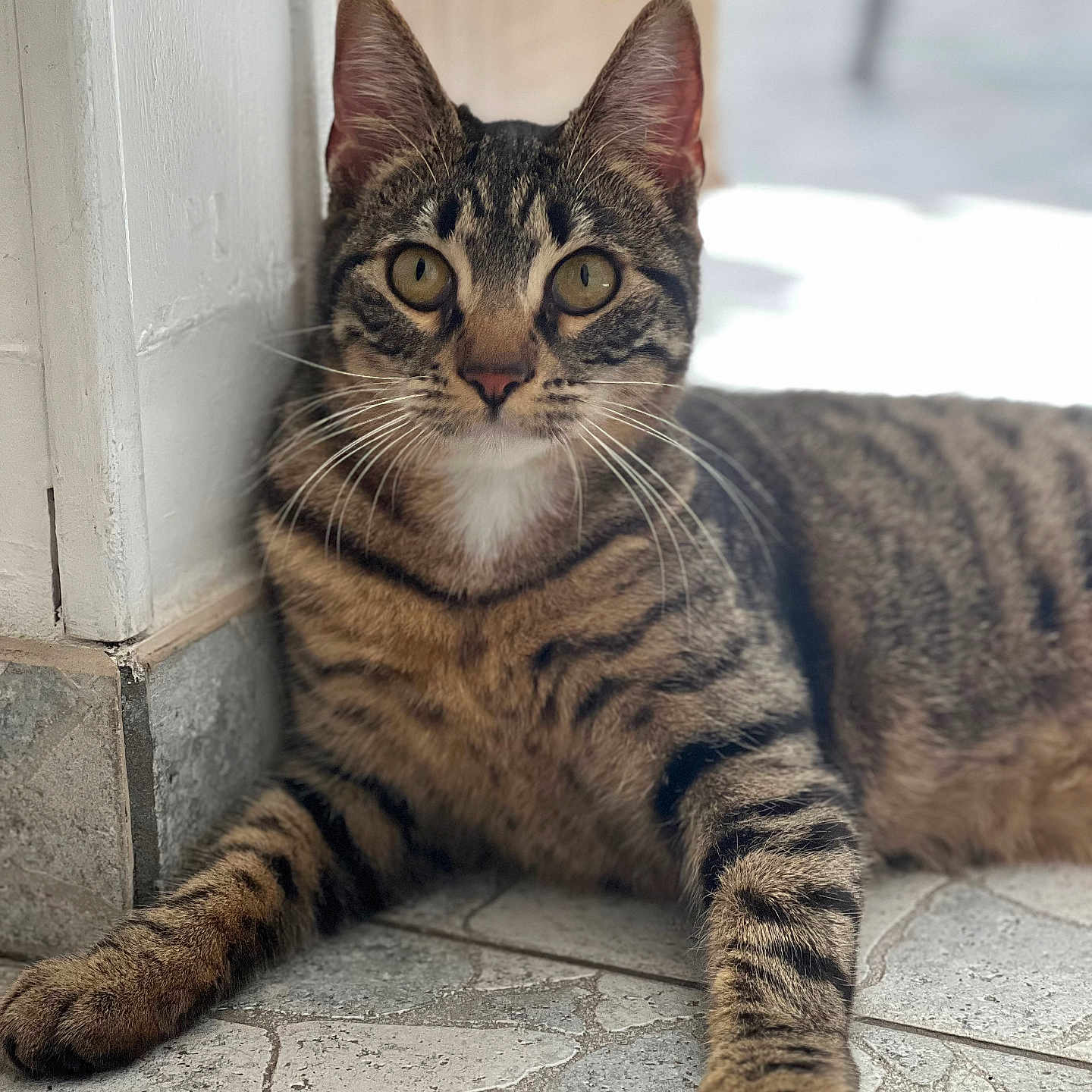 Rubis participe au concours pour gagner de l'argent avec cette photo : abyssinian, animal, cat, egyptiancat, flagstone, hardwood, kitten, manx, path, pet, slate, walkway, wood