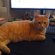 Gaufrette a rejoint le concours — aidez-le/la à gagner de superbes lots ! animal, bowl, cat, computer_monitor, cozy, curious, desk, domestic_cat, feline, figurines, home, indoor, keyboard, orange_fur, orange_tabby, pet, resting, table, technology, workspace