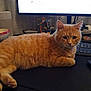 animal, bowl, cat, computer_monitor, cozy, curious, desk, domestic_cat, feline, figurines, home, indoor, keyboard, orange_fur, orange_tabby, pet, resting, table, technology, workspace