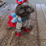Bella joined the competition — help win amazing prizes! dog, small_dog, bow, red_bow, costume, clothing, bedspread, patterned_bedspread, indoor, pet, animal, cute, furry, shoes, red_shoes, toy_breed, decor, fabric, portrait, standing