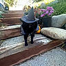 Sami is registered to the contest to win money with this photo: cat, black_cat, costume, witch_hat, stairs, wood, flowers, potted_plants, rocks, outdoor, nature, greenery, purple_flowers, orange_flowers, animal, pet, daylight, mystical, fall, cute