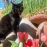 black_cat, cat, tulips, flowers, rocks, green_grass, outdoor, nature, sunlight, blue_sky, plant, pet, animal, spring, flora, garden, alert, whiskers, fur, mouth_open