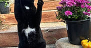 Sami is registered to the contest to win money with this photo: animal, black_cat, blue_sky, cat, garden, greenery, nature, outdoor, pet, plant_pot, playful, potted_flowers, pumpkin, purple_flowers, raised_paws, rock, sunlight, tree, wooden_steps, yellow_flowers