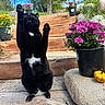Sami is registered to the contest to win money with this photo: black_cat, cat, outdoor, wooden_steps, potted_flowers, purple_flowers, yellow_flowers, pumpkin, greenery, blue_sky, tree, rock, plant_pot, nature, pet, animal, raised_paws, playful, sunlight, garden