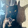 black_cat, cat, pet, animal, indoor, sunlight, shadow, carpet, yellow_eyes, paw, relaxing, feline, cute, home, cozy, whiskers, fur, mammal, domestic_animal, sunbeam