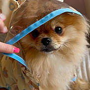 Bulle a rejoint le concours — aidez-le/la à gagner de superbes lots ! puppy, dog, fluffy, small_dog, brown_fur, cream_fur, portrait, close_up, pet, animal, costume, party_hat, ribbon, blue_ribbon, indoors, couch, sitting, cute, adorable, photography
