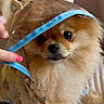 puppy, dog, fluffy, small_dog, brown_fur, cream_fur, portrait, close_up, pet, animal, costume, party_hat, ribbon, blue_ribbon, indoors, couch, sitting, cute, adorable, photography