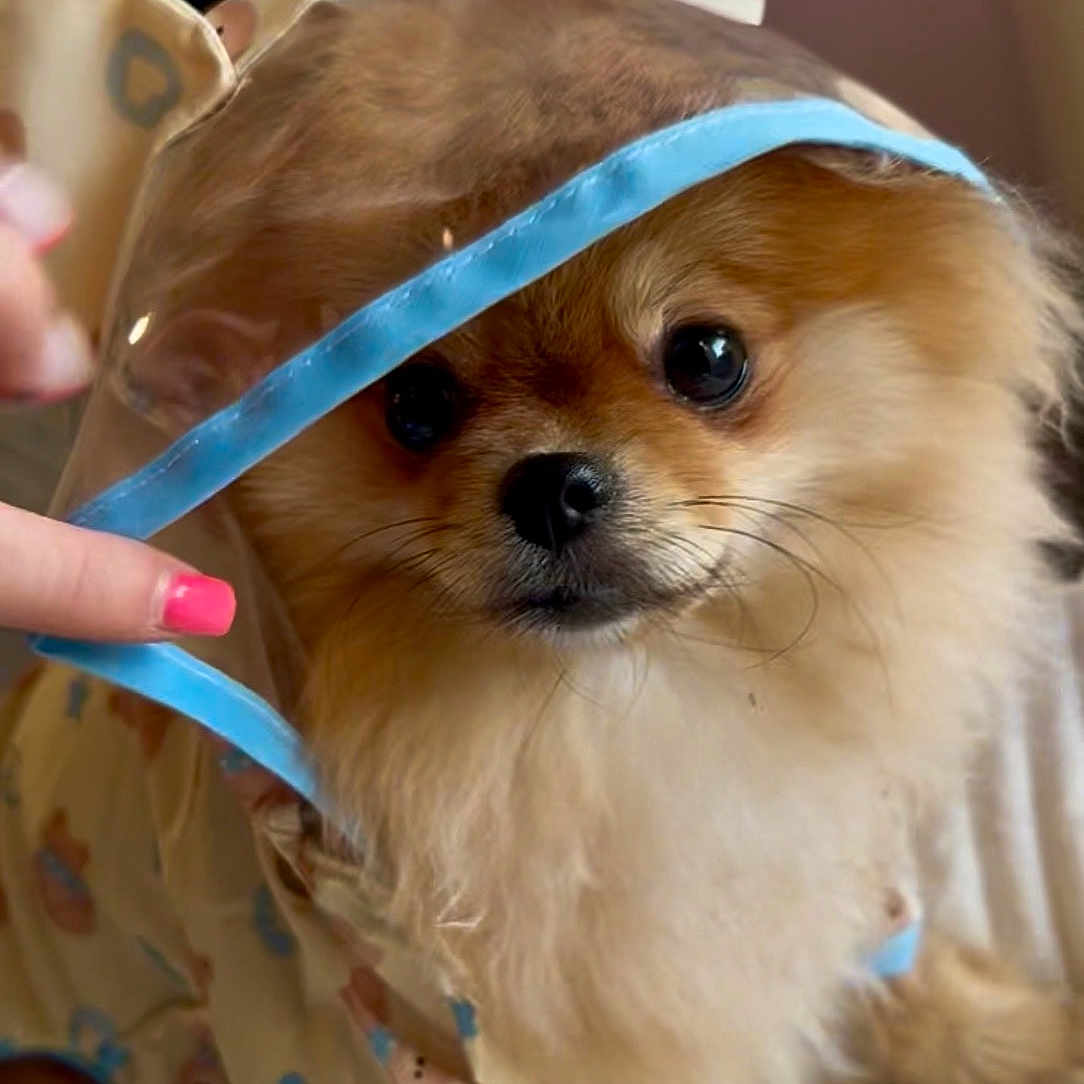 Bulle a rejoint le concours — aidez-le/la à gagner de superbes lots ! puppy, dog, fluffy, small_dog, brown_fur, cream_fur, portrait, close_up, pet, animal, costume, party_hat, ribbon, blue_ribbon, indoors, couch, sitting, cute, adorable, photography