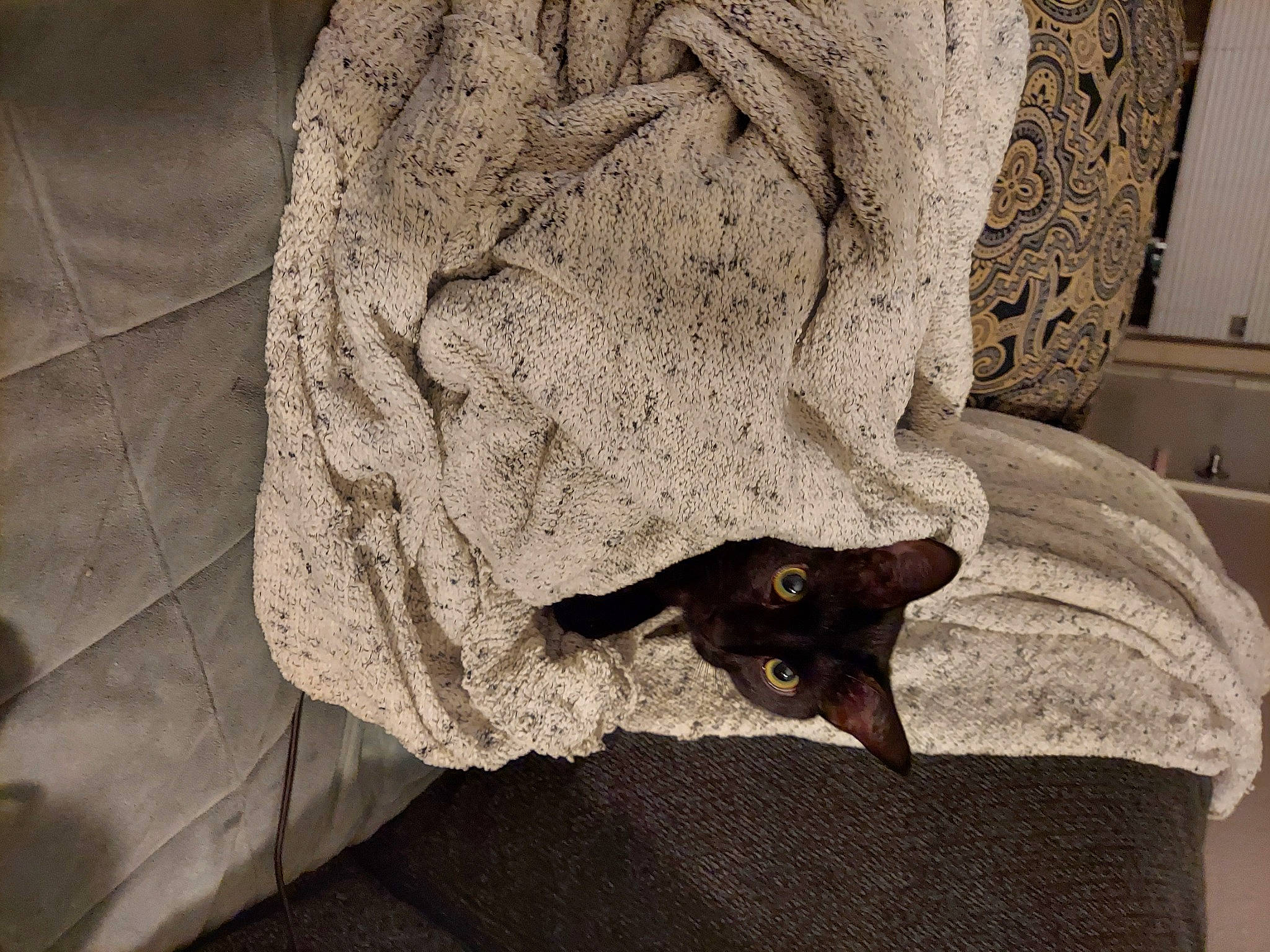 Eclipse joined the competition — help win amazing prizes! bat, carnivore, dog_breed, domestic_short_haired_cat, felidae, fur, grey, linens, pattern, shadow, sleeve, small_to_medium_sized_cats, tail, terrestrial_animal, tints_and_shades, toy_dog, trunk, visual_arts, whiskers, wood