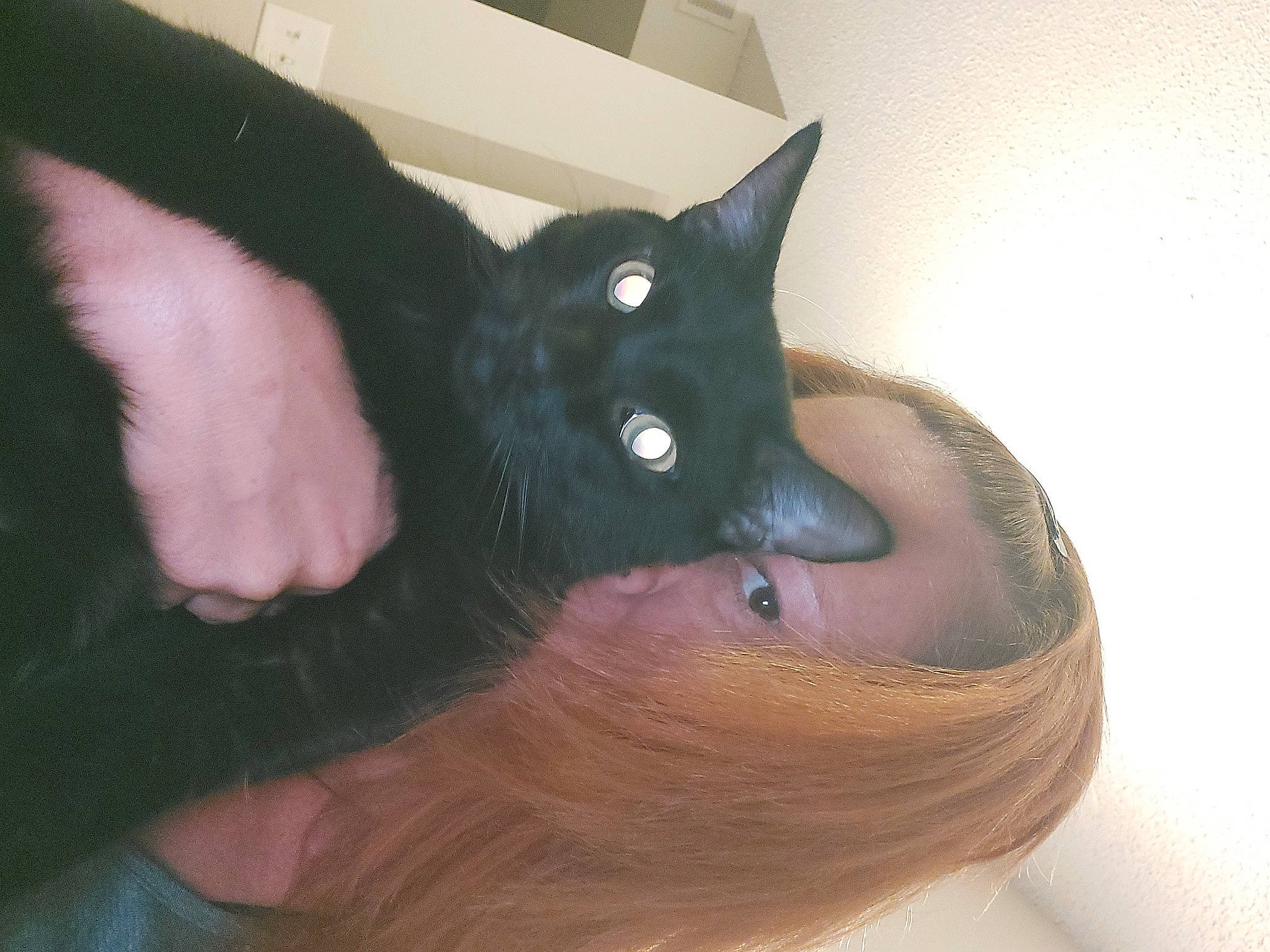 Eclipse is registered to the contest to win money with this photo: black_cat, bombay, carnivore, cat, comfort, domestic_short_haired_cat, ear, eye, felidae, finger, foot, fur, gesture, hand, nail, small_to_medium_sized_cats, snout, tail, thumb, whiskers