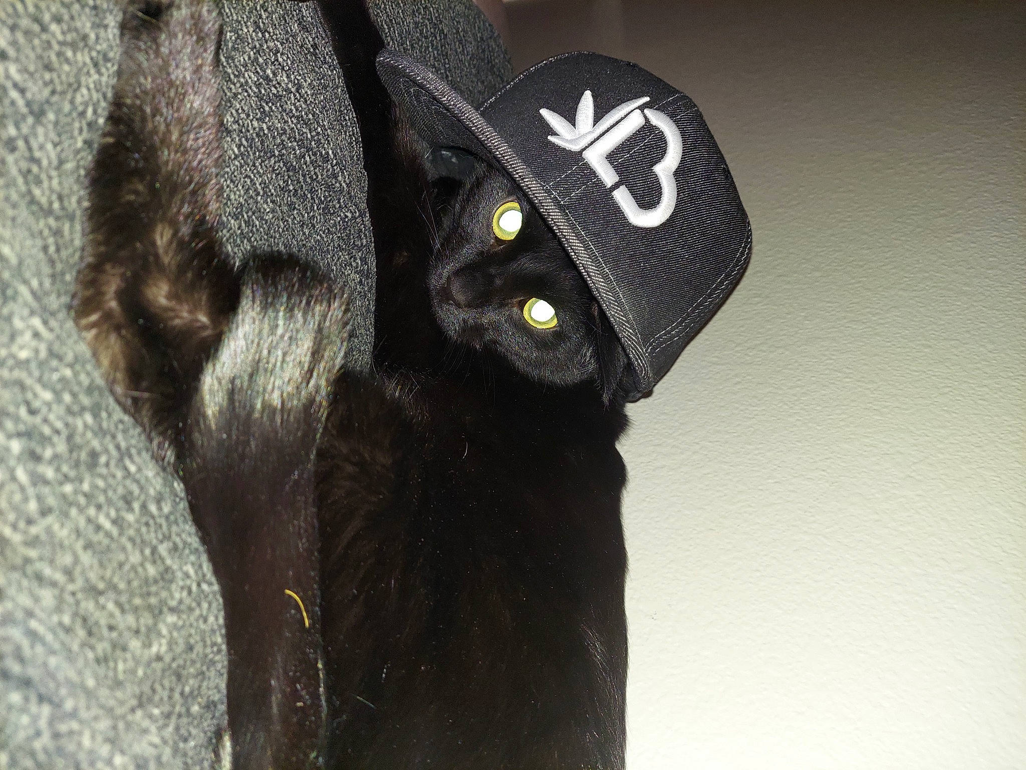 Eclipse joined the competition — help win amazing prizes! baseball_cap, button, cap, denim, elephants_and_mammoths, fashion_accessory, font, fur, gesture, glove, grey, hat, personal_protective_equipment, sleeve, snout, terrestrial_animal, uniform, wildlife, wool, working_animal