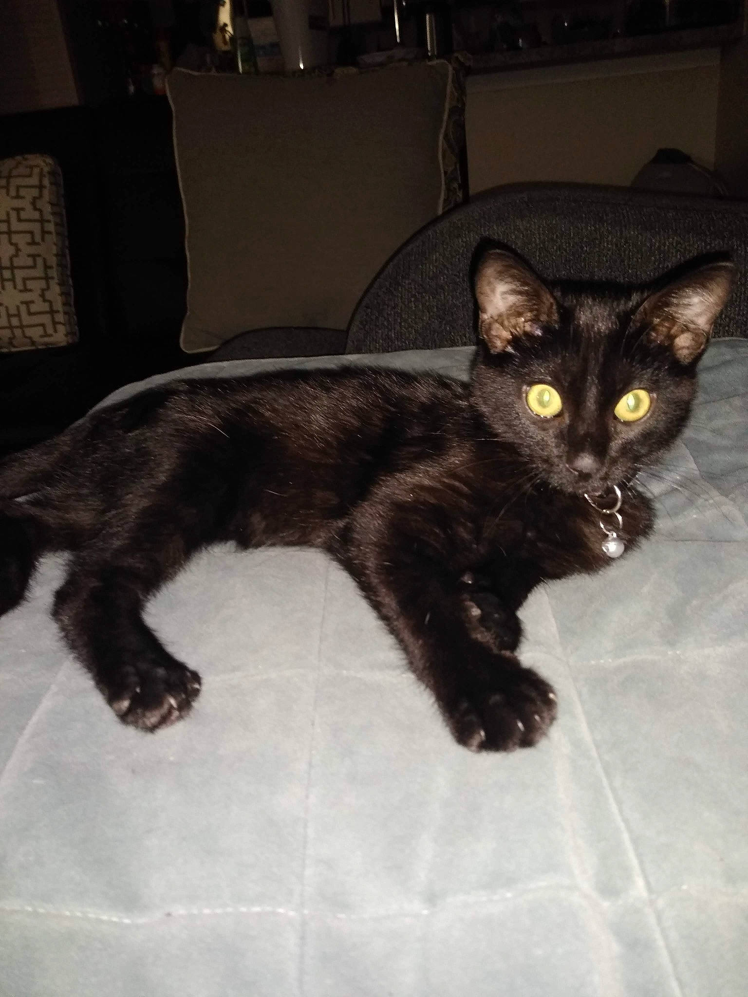 Eclipse joined the competition — help win amazing prizes! black_cat, bombay, carnivore, cat, claw, comfort, couch, domestic_short_haired_cat, felidae, flooring, fur, havana_brown, liver, paw, room, small_to_medium_sized_cats, snout, tail, terrestrial_animal, whiskers