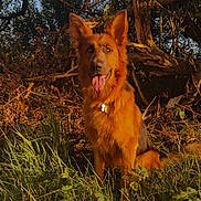 Sadie is registered to the contest to win money with this photo: dog, german_shepherd, animal, pet, outdoor, nature, grass, tree, sunlight, forest, tongue_out, fur, collar, leaf, branch, brown, green, happy, sitting, canine