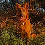 animal, branch, brown, canine, collar, dog, forest, fur, german_shepherd, grass, green, happy, leaf, nature, outdoor, pet, sitting, sunlight, tongue_out, tree