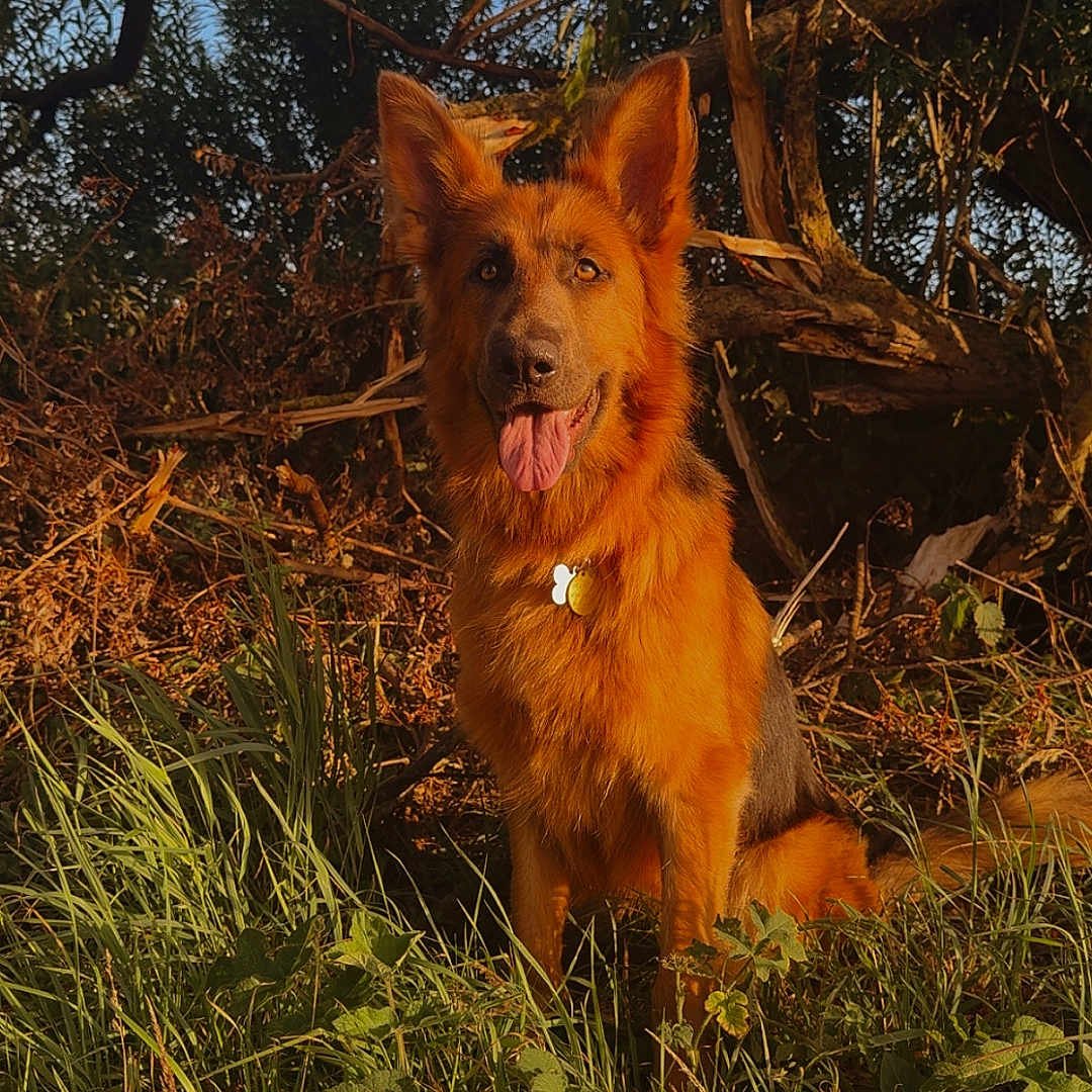 Sadie is registered to the contest to win money with this photo: animal, branch, brown, canine, collar, dog, forest, fur, german_shepherd, grass, green, happy, leaf, nature, outdoor, pet, sitting, sunlight, tongue_out, tree