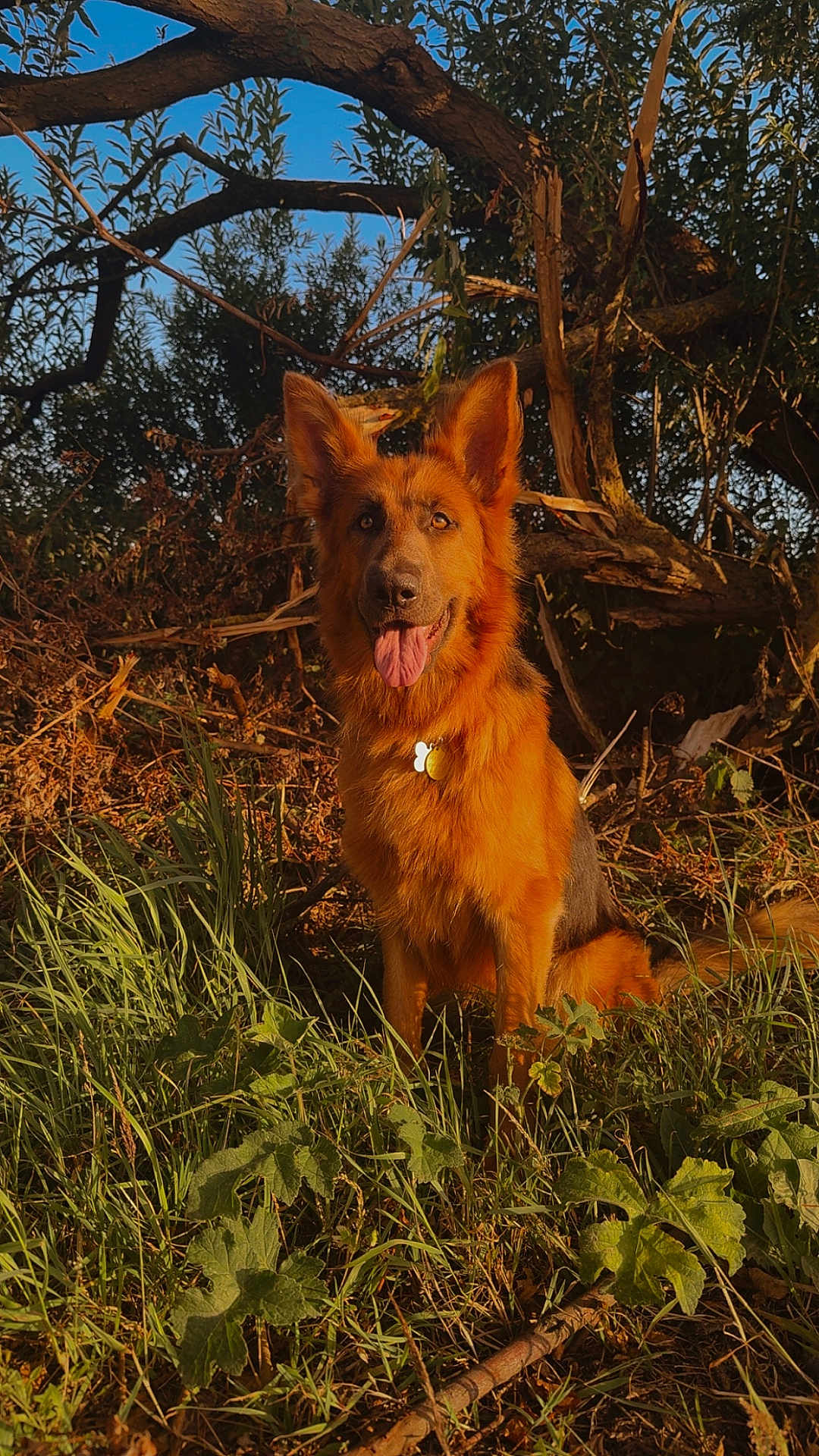 Sadie