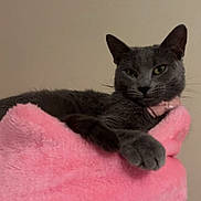 Luna joined the competition — help win amazing prizes! animal, cat, collar, cozy, cute, domestic_cat, ears, feline, fluffy, gray_cat, indoor, looking, paws, pet, pink_perch, portrait, relaxed, resting, soft_texture, whiskers