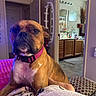 animal, bathroom, blanket, brown_dog, canine, carpet, collar, cozy, decor, dog, door, furniture, home, household_items, indoor, living_room, pet, portrait, relaxed, resting