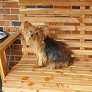 Keeta is registered to the contest to win money with this photo: dog, bench, wood, brick_wall, pet, fur, small_dog, indoor, animal, canine, seat, floor, ears, tail, brown, black, fur_texture, quiet, resting, domestic_animal