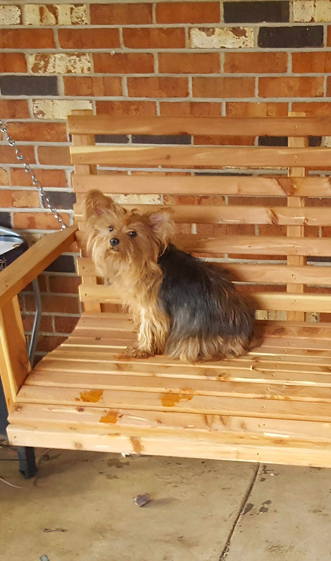 Keeta is registered to the contest to win money with this photo: dog, bench, wood, brick_wall, pet, fur, small_dog, indoor, animal, canine, seat, floor, ears, tail, brown, black, fur_texture, quiet, resting, domestic_animal