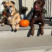 Ruger is registered to the contest to win money with this photo: dog, pumpkin, porch, sunlight, shadow, plant, potted_plant, animal, pet, outdoor, step, brown_dog, tan_dog, collar, tongue, relaxed, daytime, concrete, fence, flower_pot