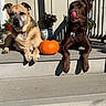 animal, brown_dog, collar, concrete, daytime, dog, fence, flower_pot, outdoor, pet, plant, porch, potted_plant, pumpkin, relaxed, shadow, step, sunlight, tan_dog, tongue