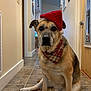 Ruger joined the competition — help win amazing prizes! dog, santa_hat, bandana, indoor, hallway, tiled_floor, pet, canine, brown_fur, black_nose, ears, seated, looking_at_camera, holiday, festive, plaid, cute, animal, portrait, companion