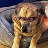 animal, bed, brown_fur, canine, carpet, closeup, comfort, companion, cool, cute, dog, domestic_animal, household, indoor, mammal, paw, pet_bed, relaxed, resting, sunglasses